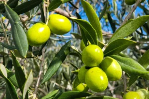 green olive for best olive oil